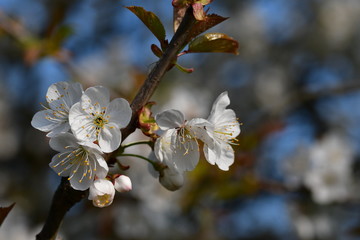 Kirschblüten