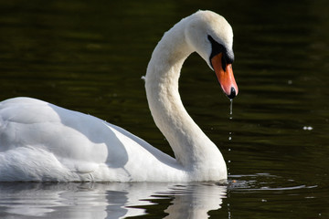 Obraz premium swan on the lake