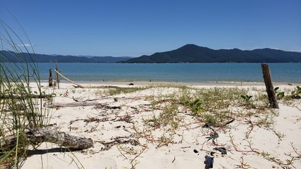 galhos secos, árvores, natureza, vida, paraíso, abandonado