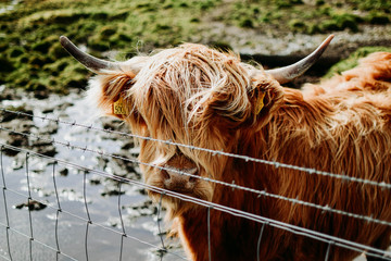 hairy coo V