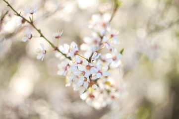 Spring is comming to town