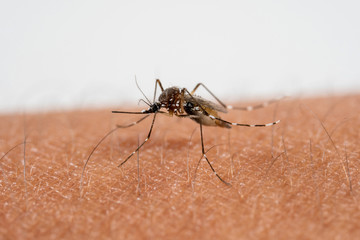 mosquito sucking bloode on human skin cause sick