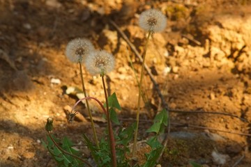 Dente di leone, tarassaco