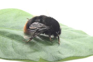 bumblebee on a green leaf
