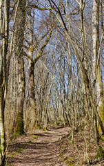 Sentier dans les bois de Villette à Hautecourt, França