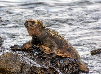 Galapagos Marine Iguana, posing for the shot