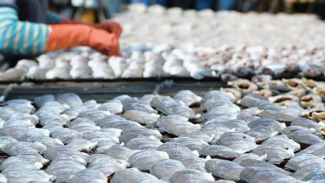 Fisherman Preparation for gourami Fish that are dried in solar fish drying plant with sun light.Salted preservation seafood raw fish fillets drying on wicker table in local market.