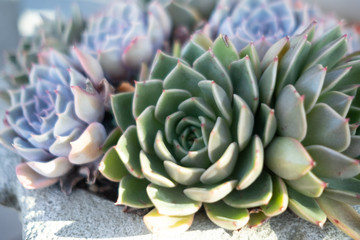 Succulent explosion, green and purple, closeup