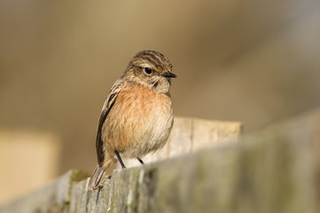 Female Stonechat, Saxicola torquata, Sitting On A Wooden Fence Looking Towards The Camera. Taken at Stanpit Marsh UK