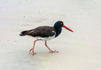Galapagos bird, Ecuador
