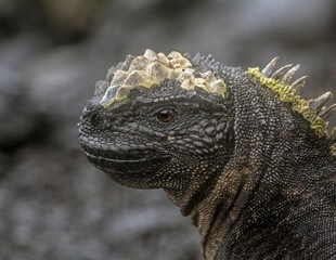 Galapagos Marine Iguana, posing for the shot