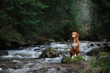 Fototapeta premium Hiking with a dog. The pet is sitting by the stream, by the river. Nova Scotia Duck Tolling Retriever. Camping in the woods