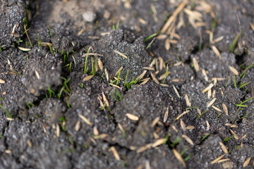 Top view of young and fresh grass starting to grow from the dark ground