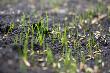 Macro shot of young and fresh grass starting to grow from the land. Shallow depth of field