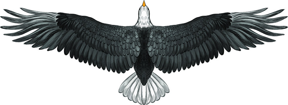 symmetrical eagle with spread wings black and white American vector illustration