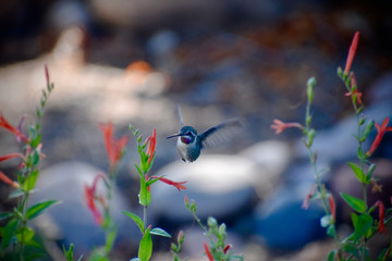 Hummingbird mid-flight in desert flower garden © Jill