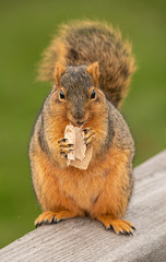 Naklejka na ściany i meble fox squirrel eats a snack in the park