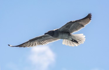 The Lava gull, an endangered species, in flight, Galápagos, Ecuador