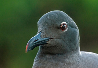 The Lava gull, an endangered species, in flight, Galápagos, Ecuador