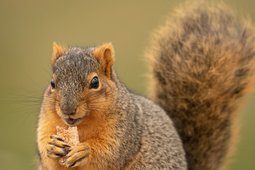 fox squirrel eats a snack in the park