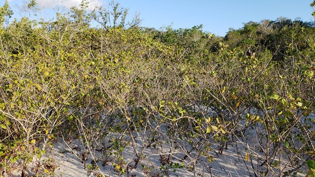 catinga, vegeta&ccedil;&atilde;o seca, galhos, &aacute;rido, beira mar
