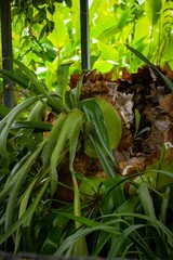 tropical plant in the jungle