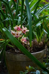 spring flowers in a pot