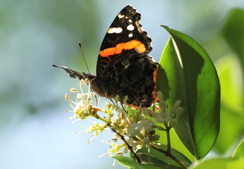 Red admiral butterfly (Vanessa atalanta, Pyrameis atalanta) sitting on Ligustrum ovalifolium.