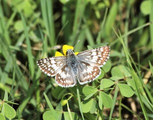 Common Checkered Skipper (Pyrgus communis) on a yellow flower. A beautiful Common Checkered-Skipper butterfly sips nectar from a flower in Texas. 