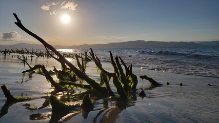 natureza, praia, vida, raiz, vegetação, pôr do sol, férias, paraíso