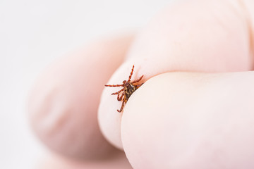 Danger of tick bite. Shows close-up mite in the hand in glove.