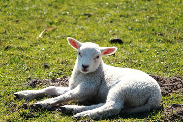 Obraz premium Das Lamm auf der Wiese