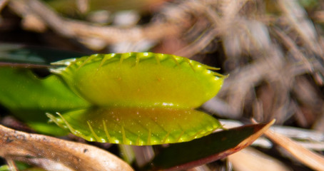 The venus flytrap