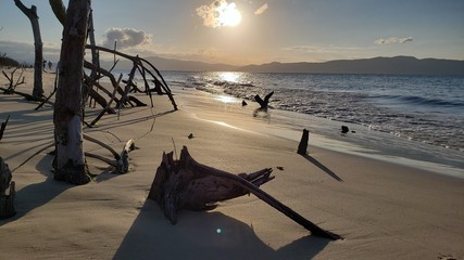 pôr do sol, praia, raízes, mar, férias, natureza, vida