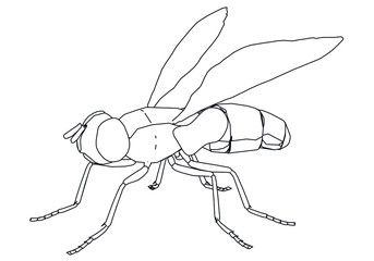 Vector illustration of a geometric polygonal housefly. Abstract linear insect.
