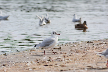 seagulls on the beach