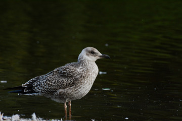 seagull on the water