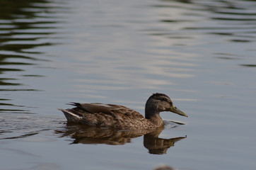 duck on the water