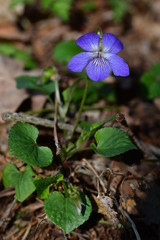 Waldveilchen