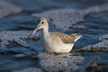 Greenshank, Tringa nebularia, Walking In Bubbly Shallows Looking For Food. Taken at Keyhaven UK