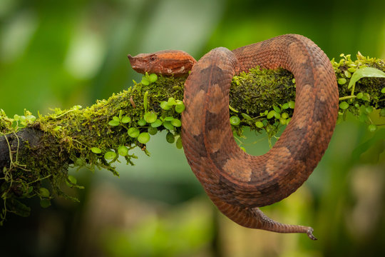 St&uuml;lpnasen-Lanzenotter (Porthidium nasutum)