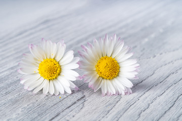 Fototapeta na wymiar Two daisy flowers on wooden background - Chamomile Flower