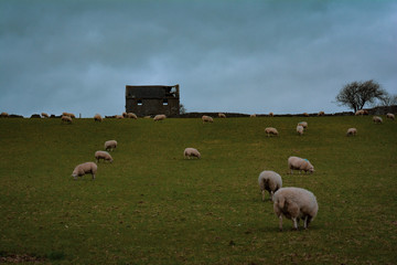 Fototapeta premium sheep in the field