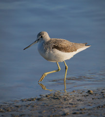 Greenshank, Tringa nebularia, Stepping Carefully Through The Mud In The Shallows Looking For Food. Taken at Keyhaven UK
