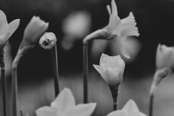 daffodils in black and white