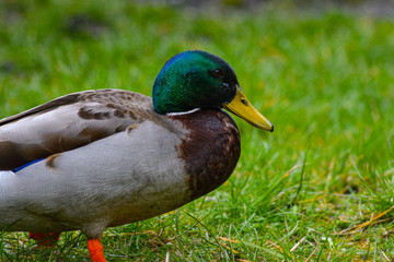 duck on the grass