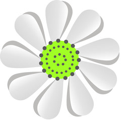 daisy flower isolated on White vector