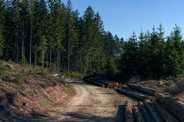 Wilderness, nature and the forest. Beautiful sunny day in the woods and cutting area with felled...