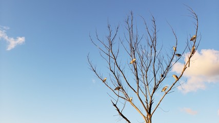 galhos, árvore, pássaros, praia, férias, natureza, céu azul, vida selvagem