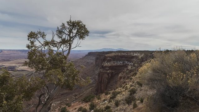 A wide timelapse looking past a foreground tree from Green River Overlook at Canyonlands National Park towards the Green River canyon far below. Clouds flow overhead.